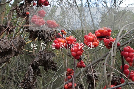 经营者因价格违法