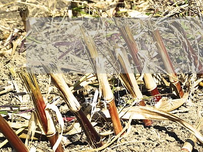 经营转基因食品未明示违法吗 经营转基因食品未明示违法吗