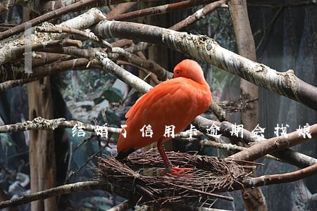 结婚了信用卡逾期会找娘家吗
