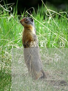 结婚了贷款逾期会给家人 结婚了贷款逾期会给家人