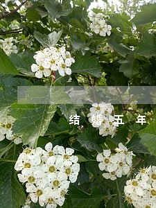 结婚五年离婚男方户口怎么分 结婚五年离婚男方户口怎么分