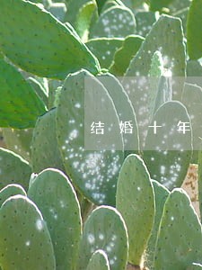 结婚十年离婚会复合吗 结婚十年离婚会复合吗