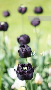 结婚车队遮挡号牌违法吗