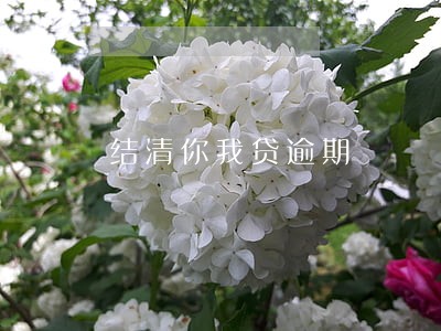 结清你我贷逾期 结清你我贷逾期