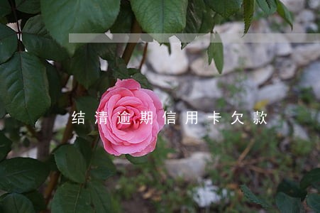 结清逾期信用卡欠款 结清逾期信用卡欠款