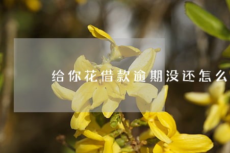 给你花借款逾期没还怎么办 给你花借款逾期没还怎么办