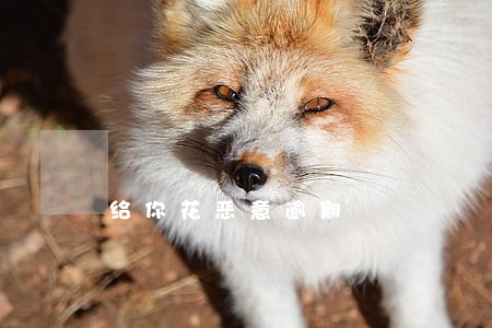 给你花恶意逾期 给你花恶意逾期