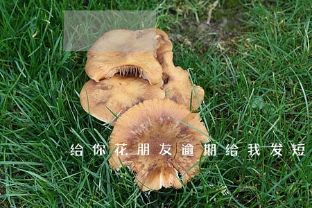 给你花朋友逾期给我发短信 给你花朋友逾期给我发短信