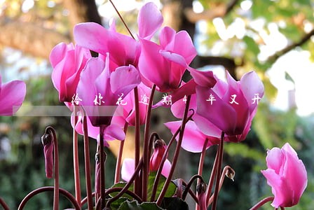 给你花逾期4年又开始催收 给你花逾期4年又开始催收
