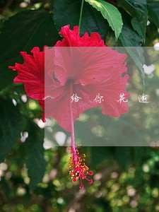 给你花逾期一个月2017 给你花逾期一个月2017