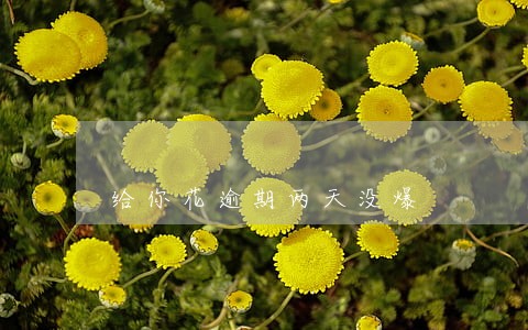 给你花逾期两天没爆