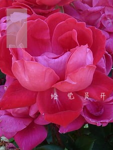 给党员开介绍信逾期情况说明 给党员开介绍信逾期情况说明