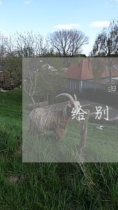 给别人担保20万逾期 给别人担保20万逾期