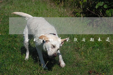 给别人担保贷款逾期未还 给别人担保贷款逾期未还