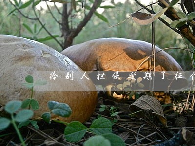 给别人担保逾期了征信怎么显示 给别人担保逾期了征信怎么显示