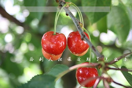 给别人担保逾期了怎么办 给别人担保逾期了怎么办