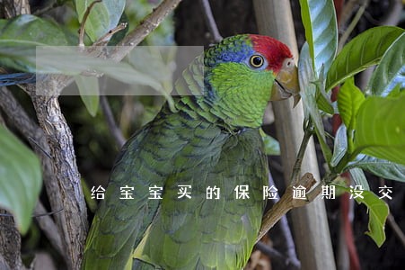 给宝宝买的保险逾期没交费用 给宝宝买的保险逾期没交费用