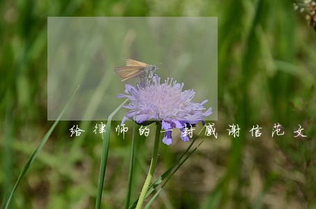 给律师的一封感谢信范文 给律师的一封感谢信范文