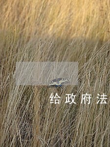 给政府法律意见书范文