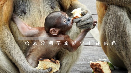 给米分期不逾期会上征信吗 给米分期不逾期会上征信吗