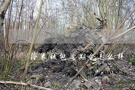 给米钱包逾期会怎么样