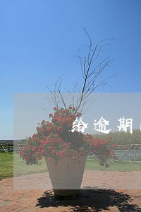 给逾期的车贷客户打电话还钱 给逾期的车贷客户打电话还钱