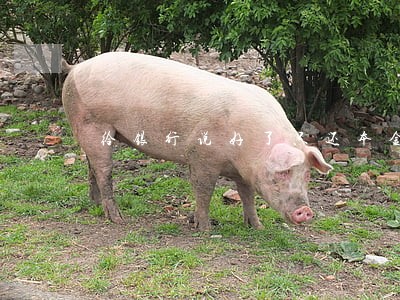 给银行说好了只还本金可以吗 给银行说好了只还本金可以吗
