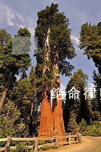 绝命律师最后下场 绝命律师最后下场