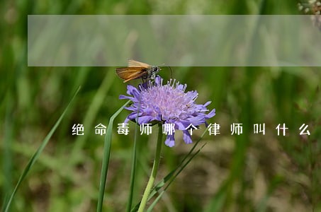 绝命毒师哪个律师叫什么 绝命毒师哪个律师叫什么