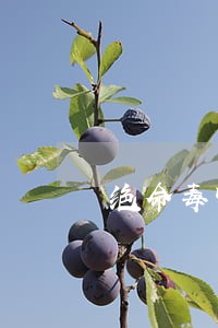 绝命毒师里的律师时间线 绝命毒师里的律师时间线