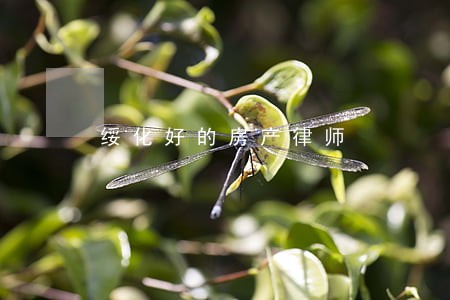 绥化好的房产律师 绥化好的房产律师