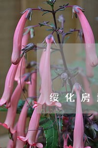绥化房地产纠纷律师 绥化房地产纠纷律师