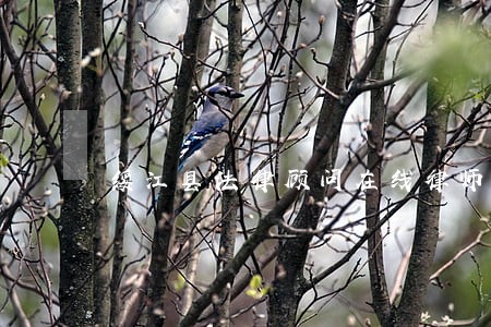 绥江县法律顾问在线律师 绥江县法律顾问在线律师