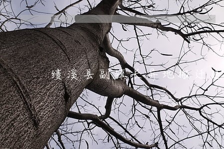 绩溪县副镇长异地搬迁违法