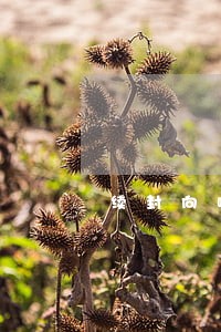 续封向哪个法院申请