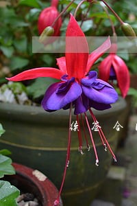 续签合同逾期证明 续签合同逾期证明