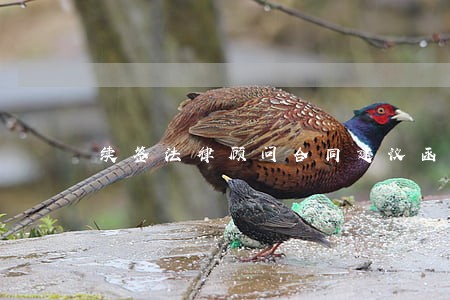 续签法律顾问合同建议函 续签法律顾问合同建议函