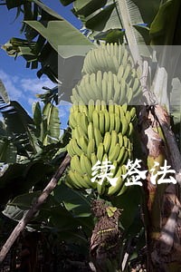 续签法律顾问合同申请函 续签法律顾问合同申请函