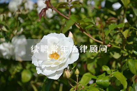 续聘常年法律顾问 续聘常年法律顾问