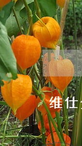 维仕金融逾期催收 维仕金融逾期催收