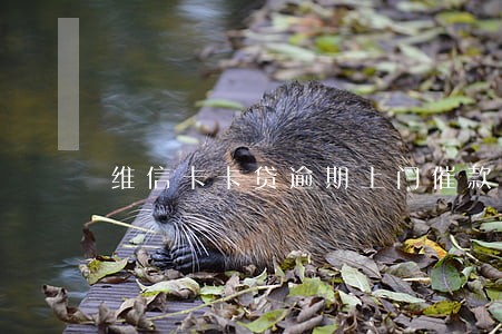 维信卡卡贷逾期上门催款 维信卡卡贷逾期上门催款