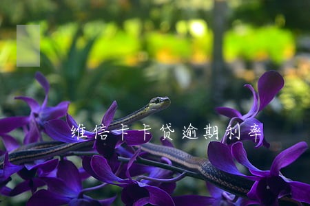 维信卡卡贷逾期利率 维信卡卡贷逾期利率