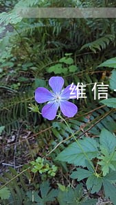 维信卡卡贷逾期怎么还不了 维信卡卡贷逾期怎么还不了