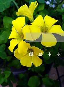 维信卡卡贷逾期过可以加贷么 维信卡卡贷逾期过可以加贷么