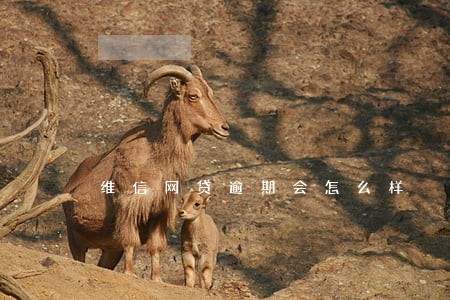 维信网贷逾期会怎么样 维信网贷逾期会怎么样