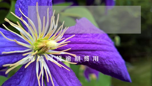 维信网贷逾期费用 维信网贷逾期费用