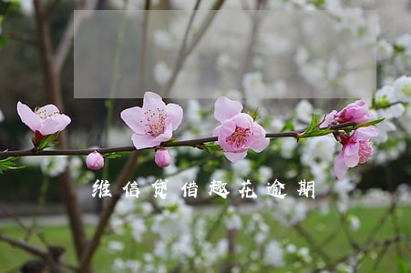 维信贷借趣花逾期 维信贷借趣花逾期