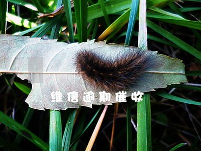 维信逾期催收 维信逾期催收