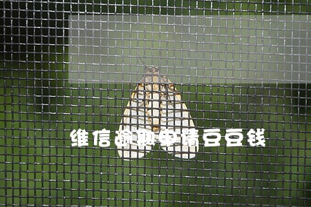 维信逾期申请豆豆钱 维信逾期申请豆豆钱