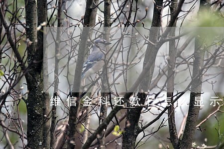维信金科还款日怎么显示逾期 维信金科还款日怎么显示逾期